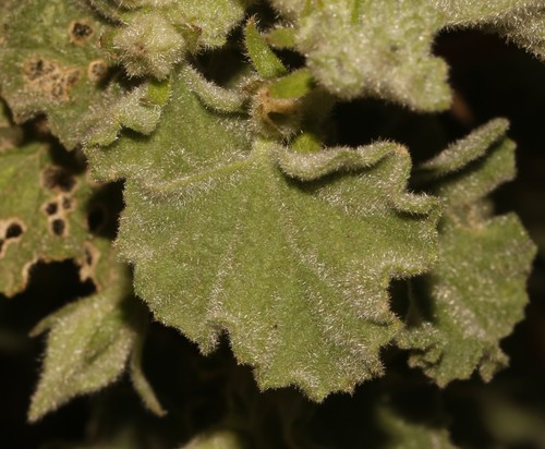 Image of Anisodontea triloba by (c) Brian du Preez, some rights reserved (CC BY-SA)