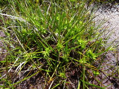 Carex carsei