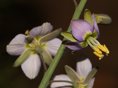 Image of Heliophila cornuta by (c) Brian du Preez, some rights reserved (CC BY-SA)