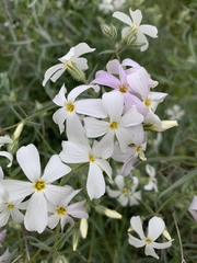 Phlox tenuifolia