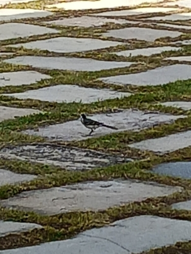 White Wagtail