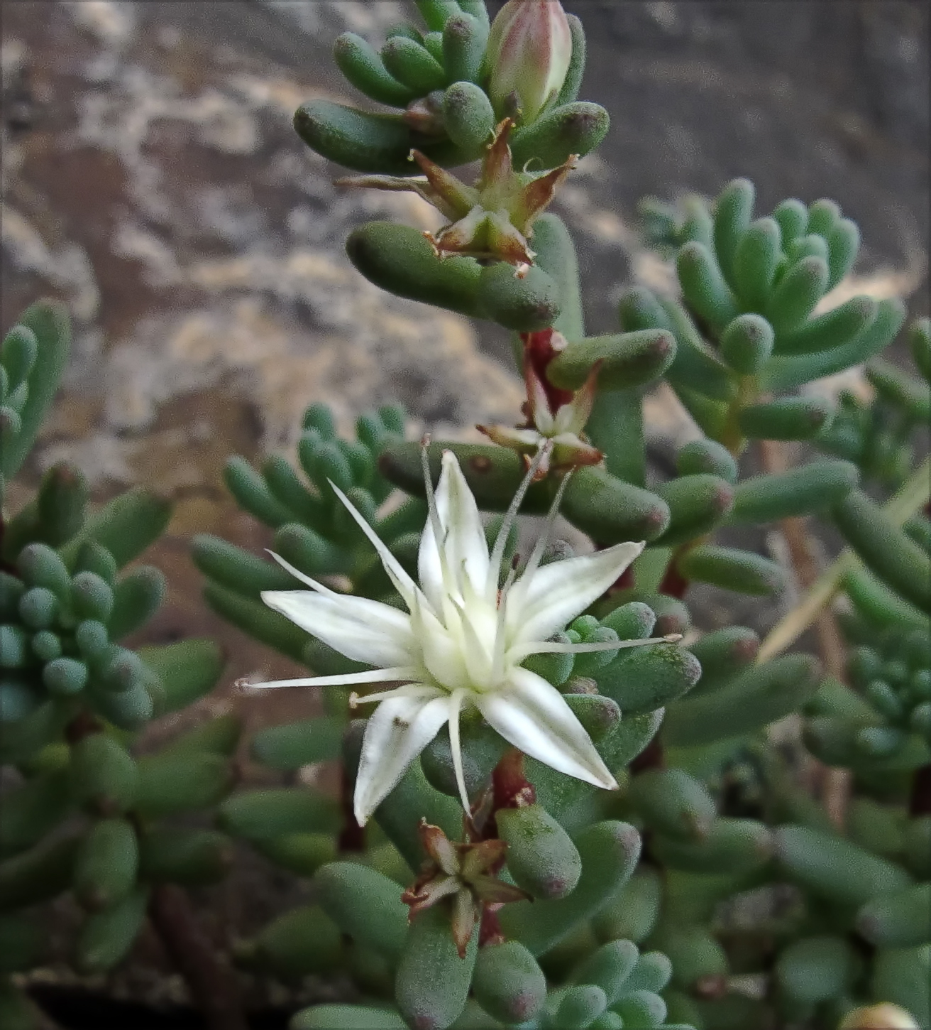 Sedum havardii