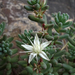 Havard's Stonecrop - Photo (c) Richard Reynolds, some rights reserved (CC BY-NC), uploaded by Richard Reynolds