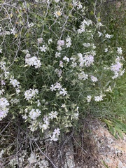 Phlox tenuifolia