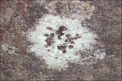 Pertusaria pertractata