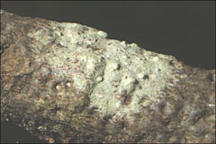 Pertusaria pertractata