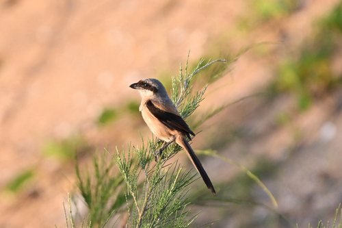 Long-tailed Shrike
