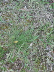 Rytidosperma gracile