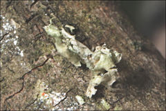 Ramalina inflata