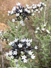 Amsonia palmeri