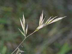 Rytidosperma gracile