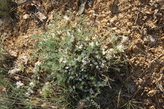 Astragalus rupifragus