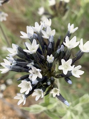 Amsonia palmeri
