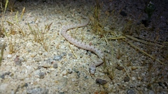 Phyllorhynchus decurtatus