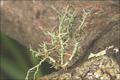 Usnea inermis