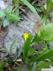 Hypoxis decumbens