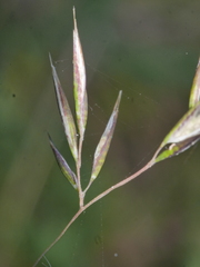 Rytidosperma gracile