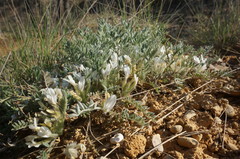 Astragalus rupifragus