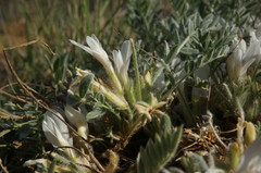 Astragalus rupifragus