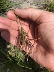 Cyperus malaccensis