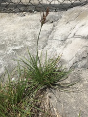 Cyperus malaccensis