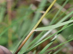 Rytidosperma gracile