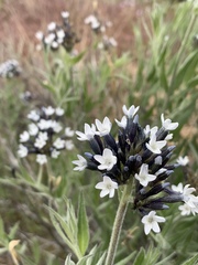 Amsonia palmeri