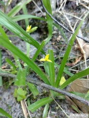 Hypoxis decumbens