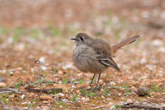 Drymodes brunneopygia