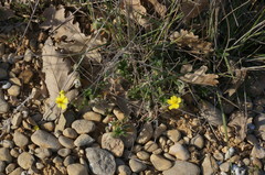 Helianthemum oelandicum orientale