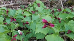 Trillium erectum erectum