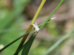 Rytidosperma gracile