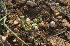 Sternbergia colchiciflora
