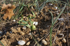 Sternbergia colchiciflora