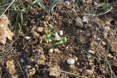 Sternbergia colchiciflora