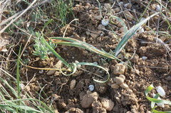 Sternbergia colchiciflora