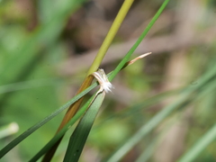 Rytidosperma gracile