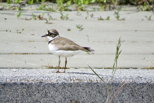 Chorlitejo chico (Charadrius dubius)