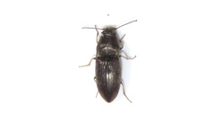 Hypnoidus abbreviatus