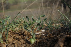 Sternbergia colchiciflora