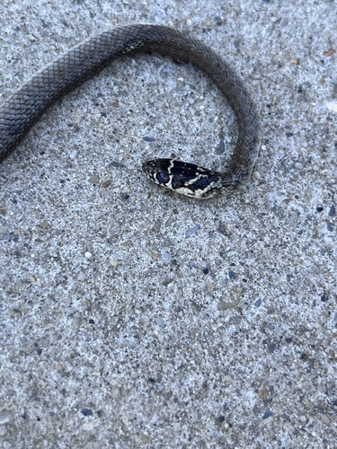 Green Whip Snake