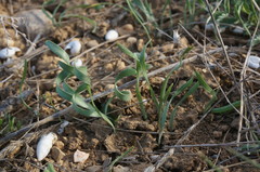 Sternbergia colchiciflora