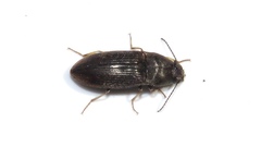 Hypnoidus abbreviatus