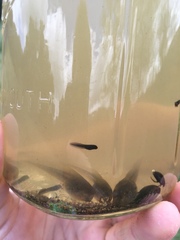 Pseudacris hypochondriaca