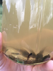 Pseudacris hypochondriaca