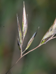 Rytidosperma gracile