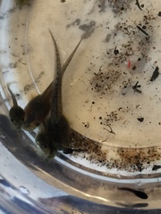 Pseudacris hypochondriaca