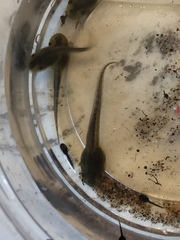 Pseudacris hypochondriaca