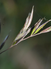 Rytidosperma gracile