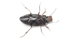 Anisodactylus rusticus